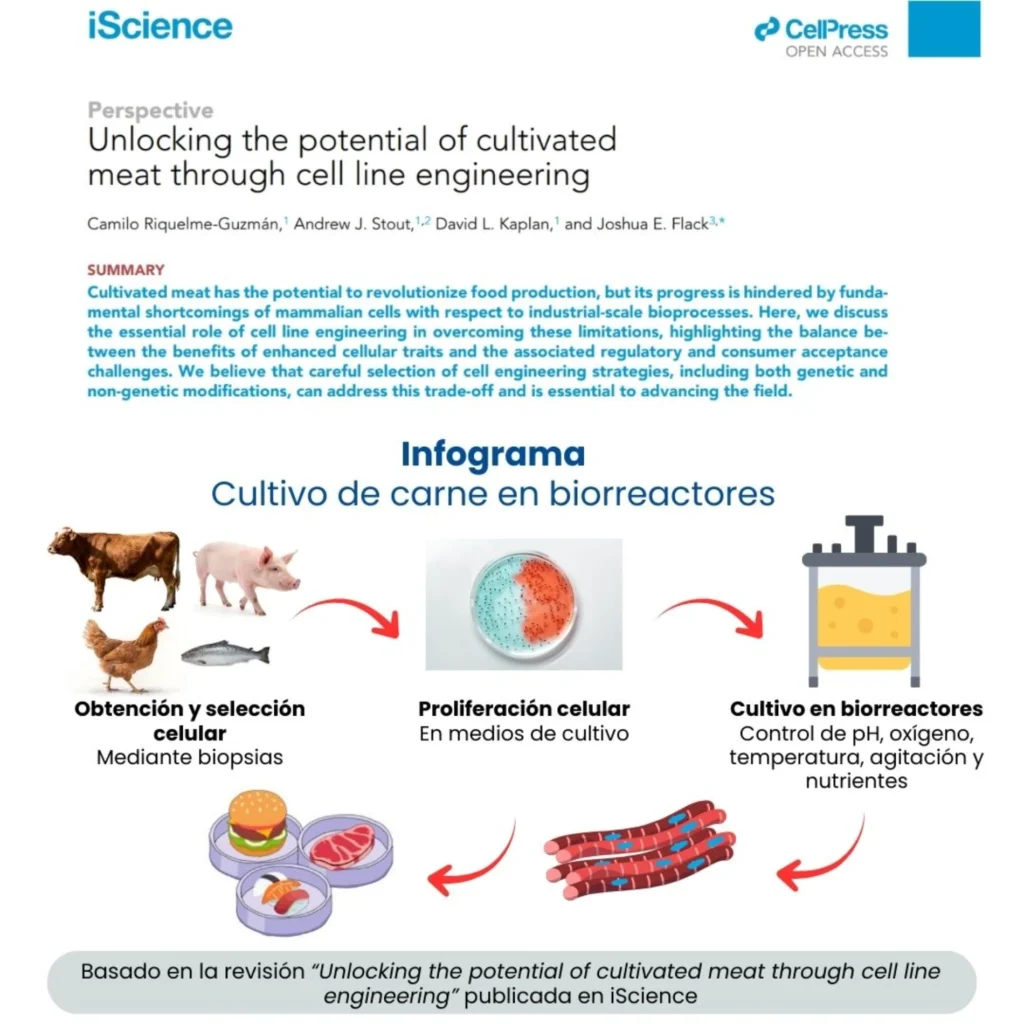 Carne cultivada RTL Representaciones Técnicas | Desbloqueando el potencial de la carne cultivada a través de la ingeniería de líneas celulares